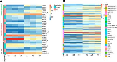 Insights into the physiological, molecular, and genetic regulators of albinism in Camellia sinensis leaves